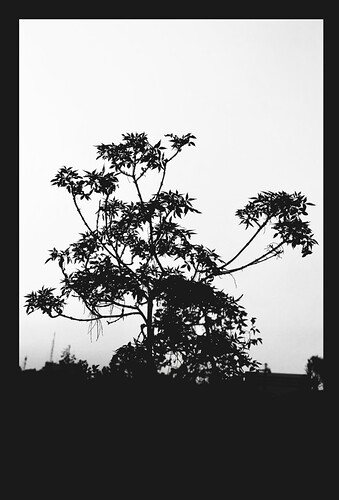 IMG_3686